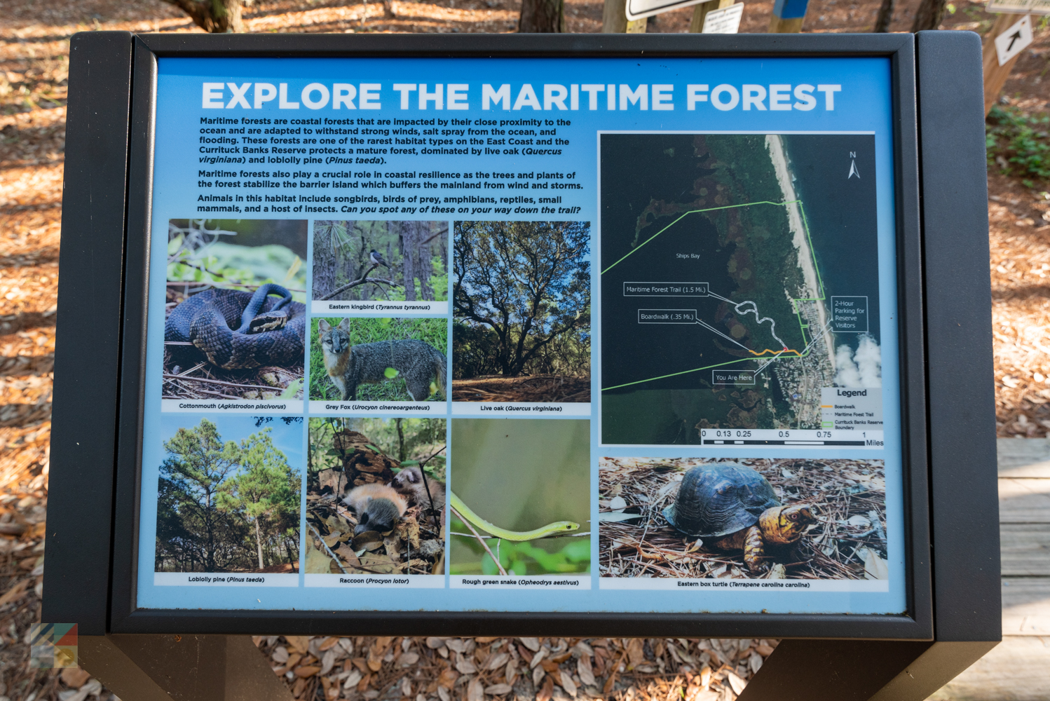 Currituck Banks Coastal Estuarine Reserve