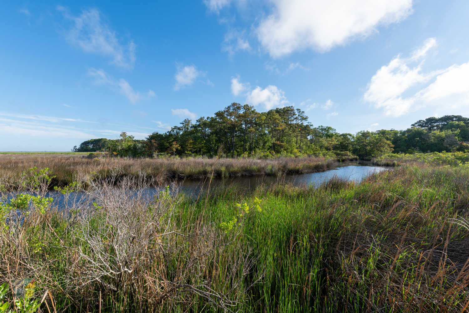 Currituck Banks Coastal Estuarine Reserve