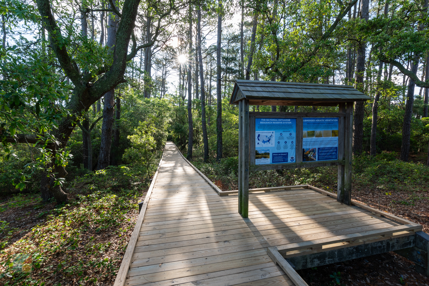 Currituck Banks Coastal Estuarine Reserve